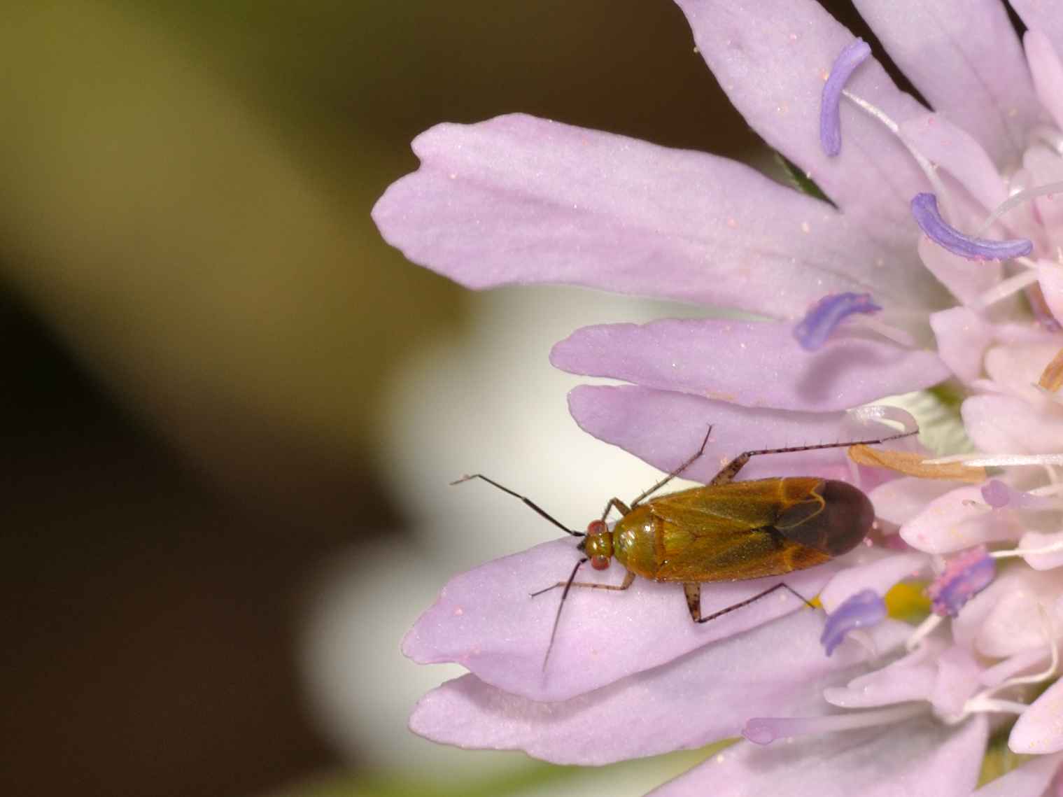 Miridae: Plagiognathus sp. dell''Abruzzo (AQ)